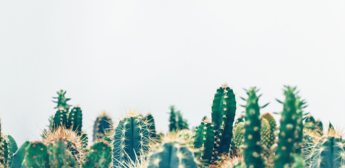 Stickigt vrre! Sktselguide fr kaktus - Plantbyrn