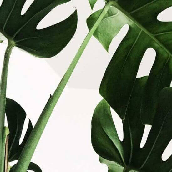 Skötsel Monstera