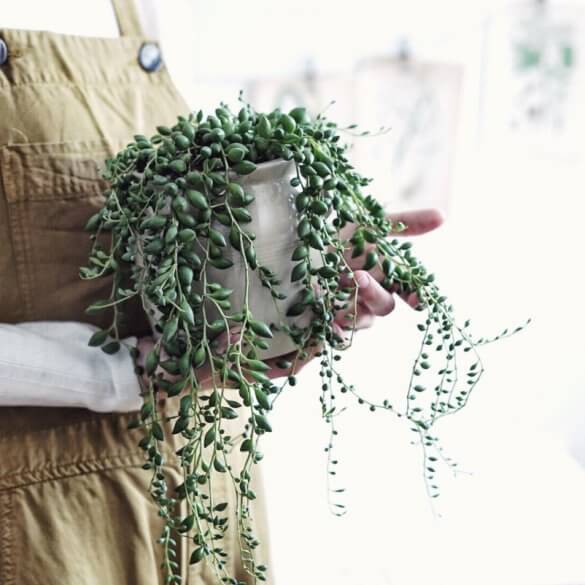 Plantbyrån skötsel suckulenter