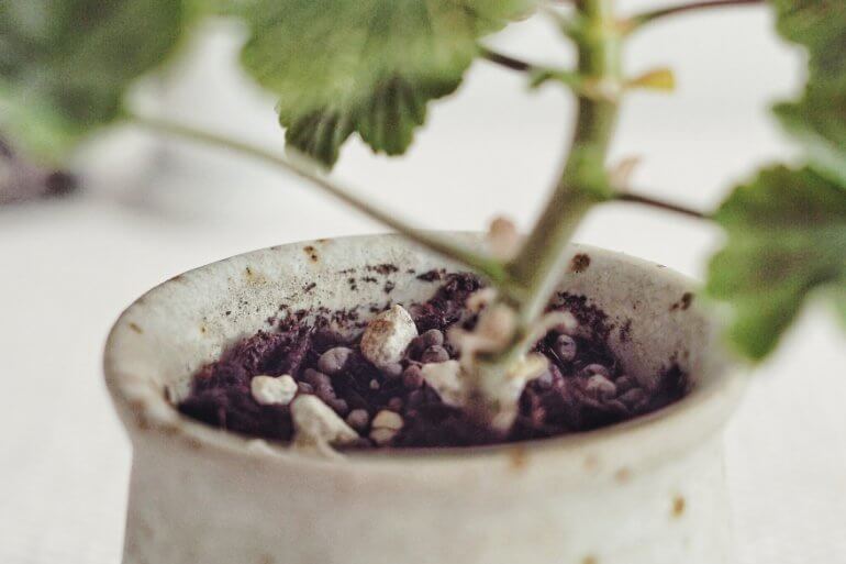 Perlite användning Plantbyrån