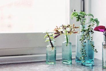 Stora sticklingskolan: så tar du sticklingar på dina växter