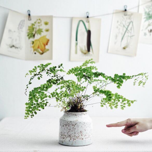 Växter för norrfönster Plantbyrån