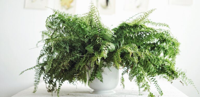 Ormbunke, bräken och andra yviga växter - Skötselguide - Plantbyrån