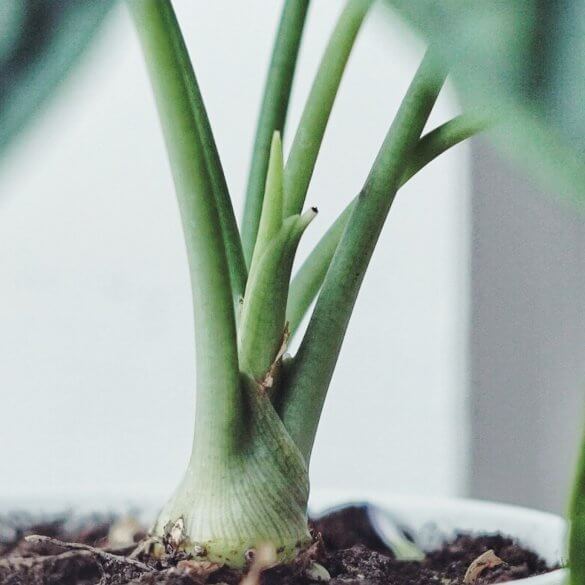 Plantbyrån skötsel alocasia