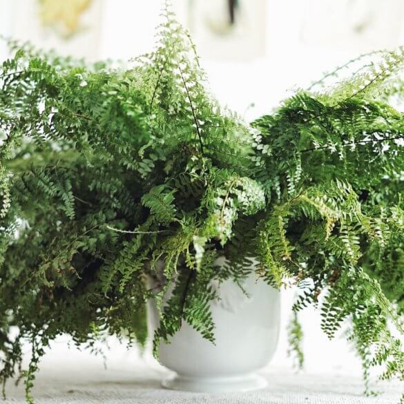Plantbyrån skötsel ormbunke