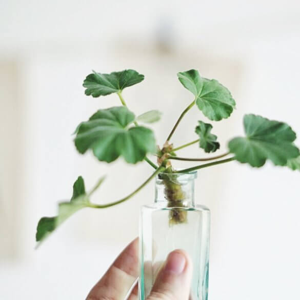 Plantbyrån övervintra växter