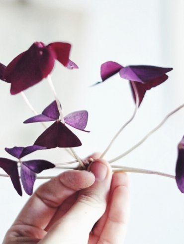 Skötsel oxalis Plantbyrån