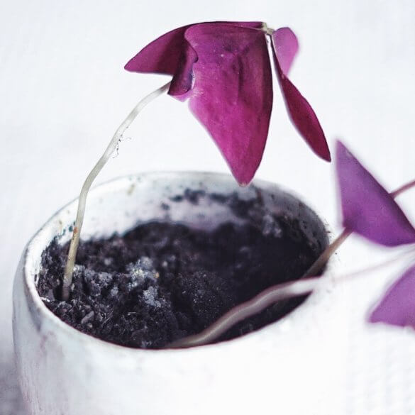 Plantbyrån mögel