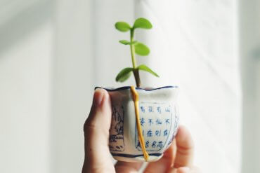 Trendspaning krukväxter 2020