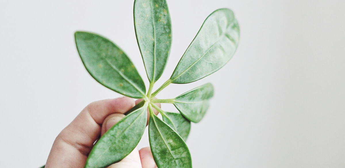 Paraplyaralia - en sjubladig växtdröm - Skötsel, sticklingar mm ...