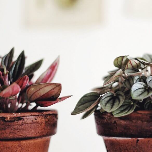 Skötsel peperomia Plantbyrån