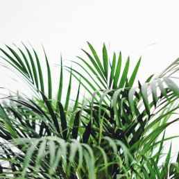 Paraplyaralia - en sjubladig växtdröm | Skötsel, sticklingar mm ...