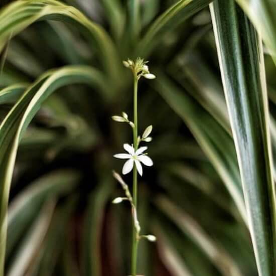 Skötsel ampellilja Plantbyrån