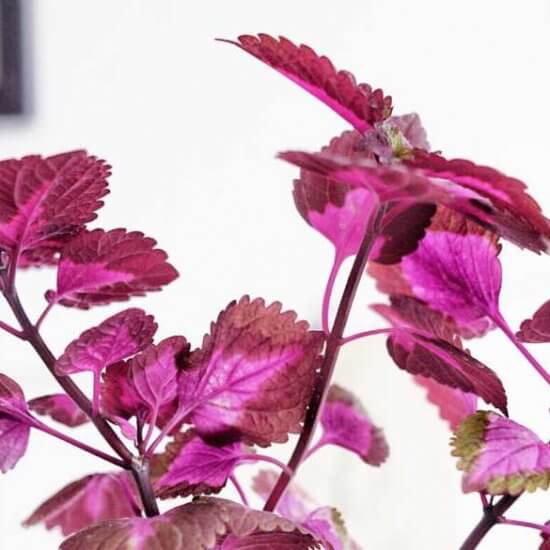 fläta palettblad Plantbyrån