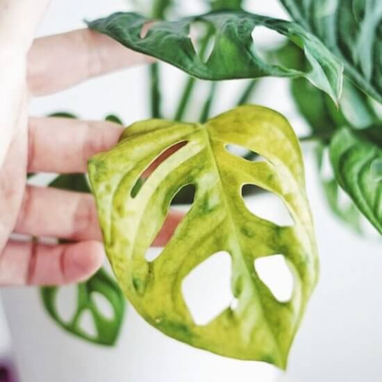 Gula blad monstera