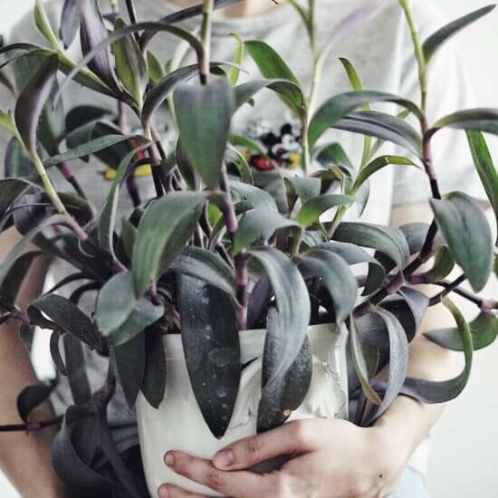 Purpurblad skötsel Plantbyrån