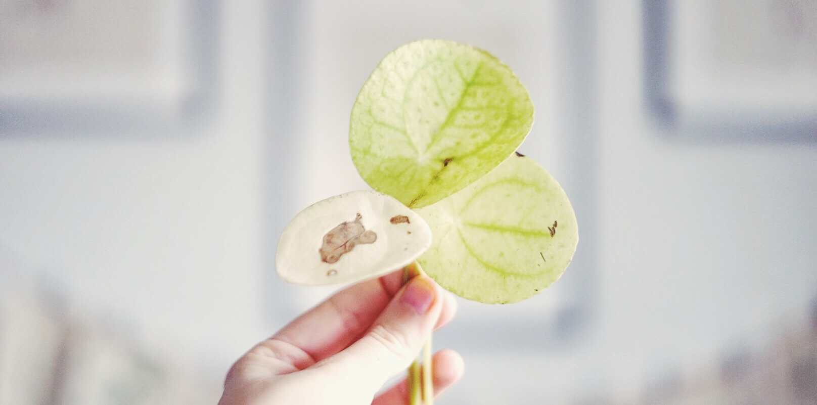 Elefantöra som tappar blad