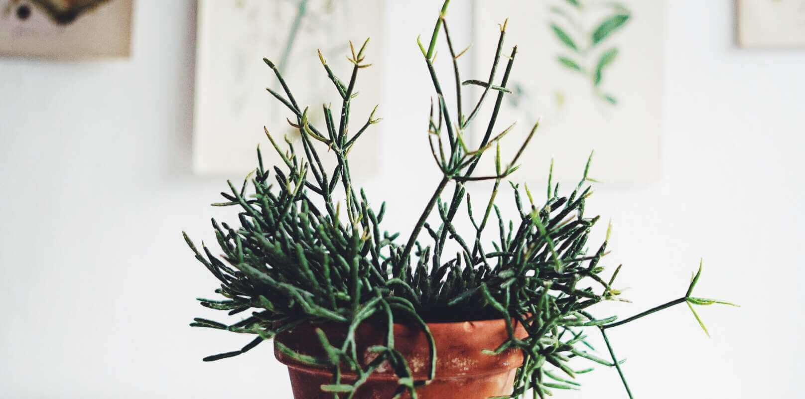 Skötsel rhipsalis / pendelkaktus