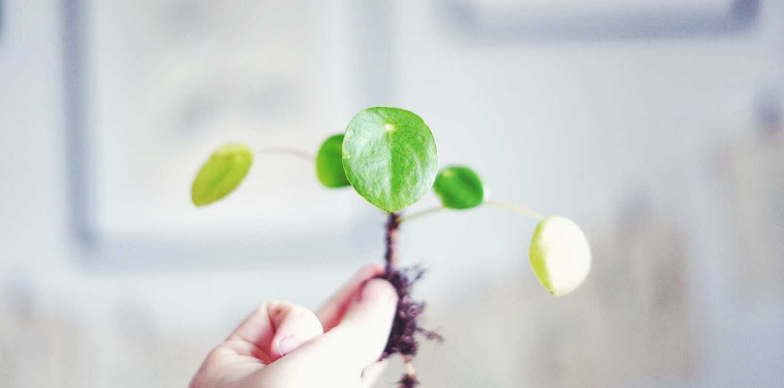 Plantera om elefantöra