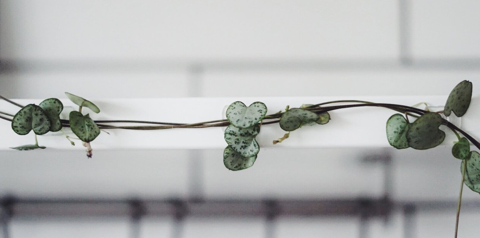 Få växterna att klättra mot väggen