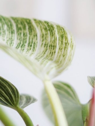 Skötsel philodendron